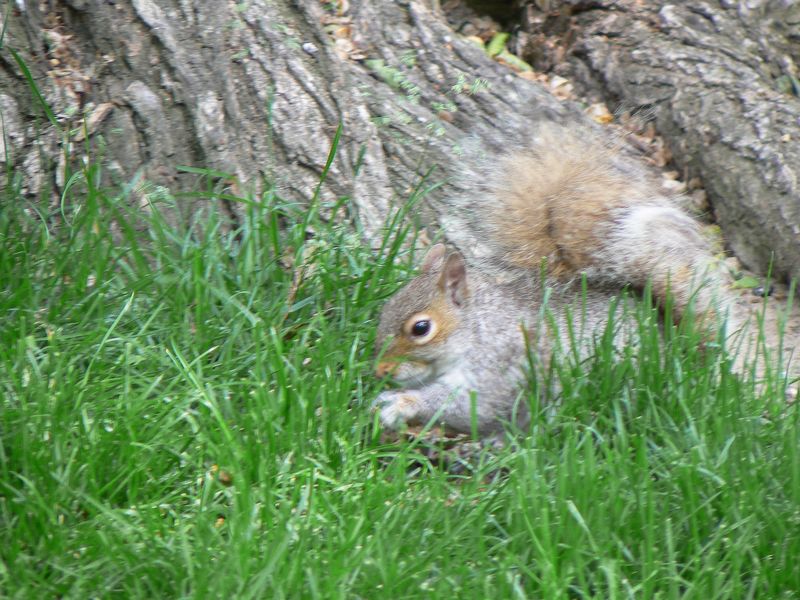 Central Park et autour: un ecureuil a central park bis